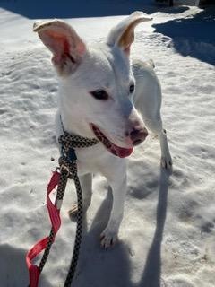 Enlarge Taffy, a ADOPTABLE mixed breed in Manhasset, NY image 2/5