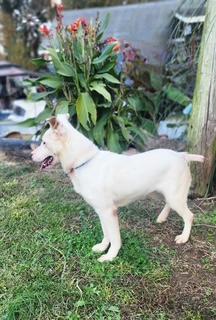 Enlarge Taffy, a ADOPTABLE mixed breed in Manhasset, NY image 5/5