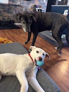 Enlarge Taffy, a ADOPTABLE mixed breed in Manhasset, NY image 4/5