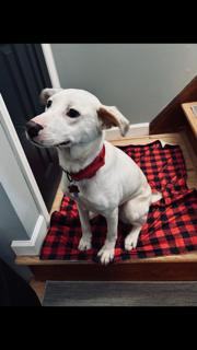 Enlarge Taffy, a ADOPTABLE mixed breed in Manhasset, NY image 1/5