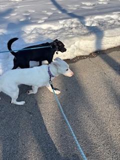 Enlarge Taffy, a ADOPTABLE mixed breed in Manhasset, NY image 3/5