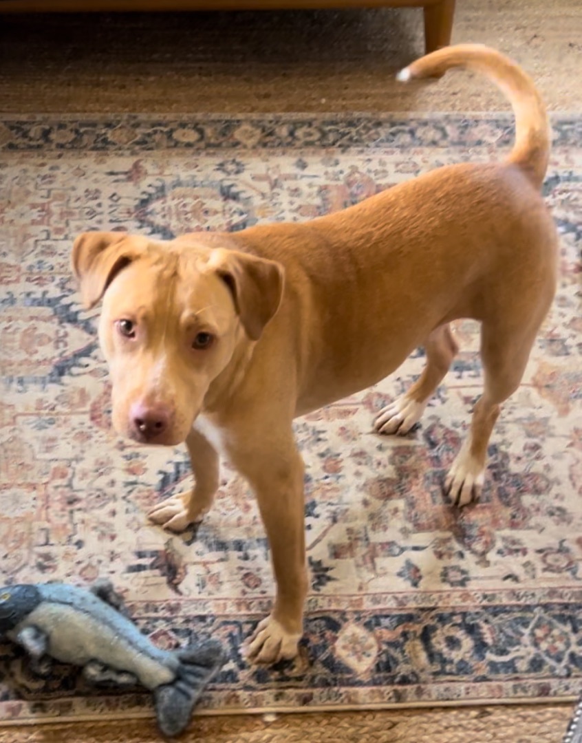 Enlarge Ruby, a Adopted Pit Bull Terrier in Tacoma, WA image 1/5