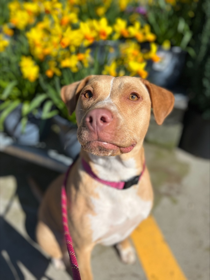 Enlarge Ruby, a Adopted Pit Bull Terrier in Tacoma, WA image 2/5