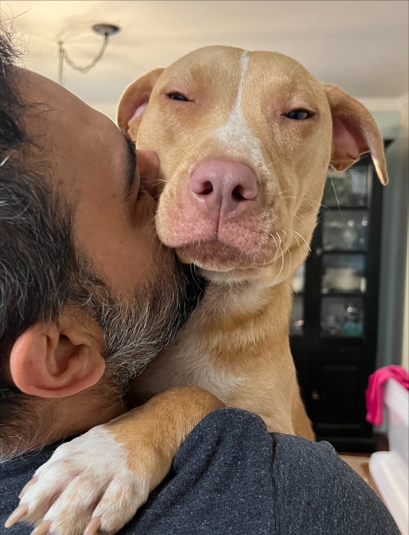 Enlarge Ruby, a Adopted Pit Bull Terrier in Tacoma, WA image 3/5