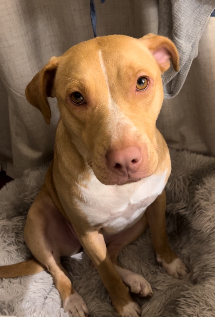 Enlarge Ruby, a Adopted Pit Bull Terrier in Tacoma, WA image 5/5