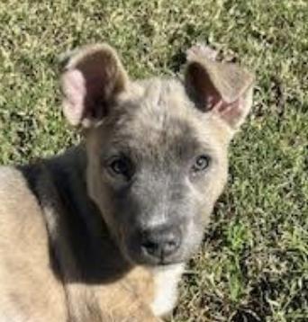 Peach Pie thumbnail 2