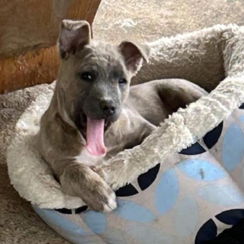 Peach Pie thumbnail 3