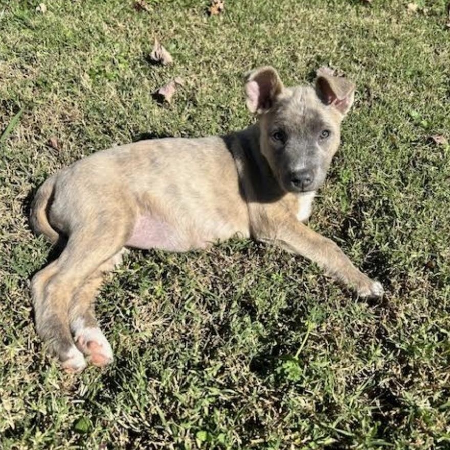 Peach Pie thumbnail 4