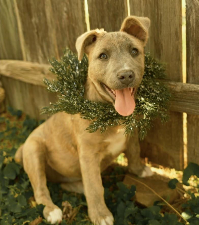 Peach Pie thumbnail 5