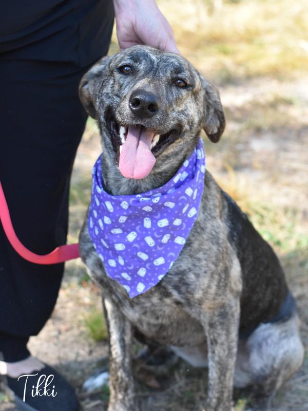 Enlarge Tikki, a Adoptable mixed breed in Grapevine, TX image 6/6