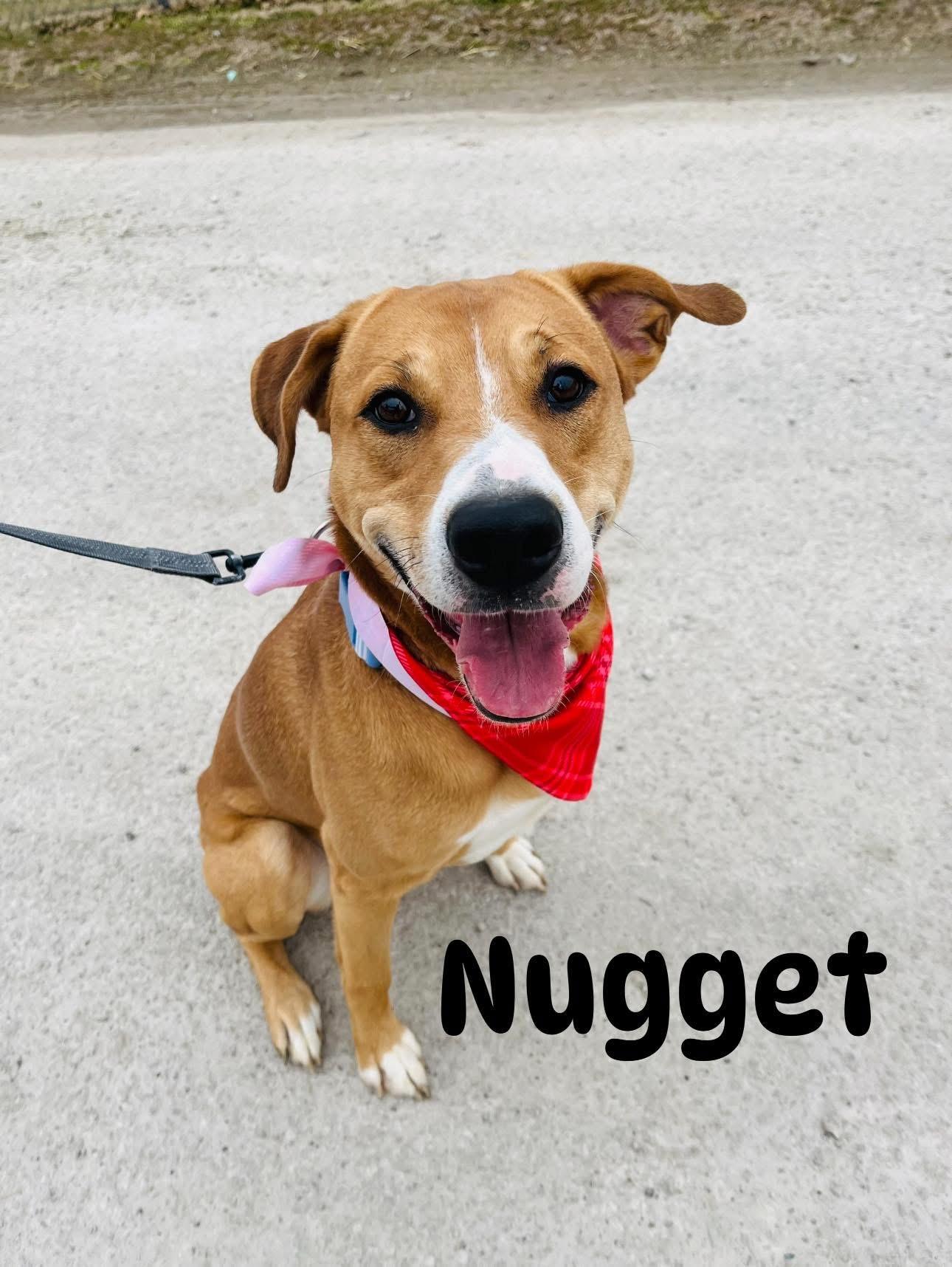 Nugget, adopted, Adult Male Yellow Labrador Retriever.