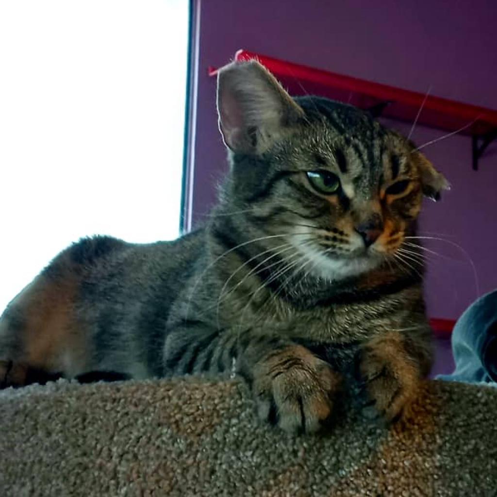 Maddie, a Adoptable Domestic Short Hair in Tucson, AZ image 4/4