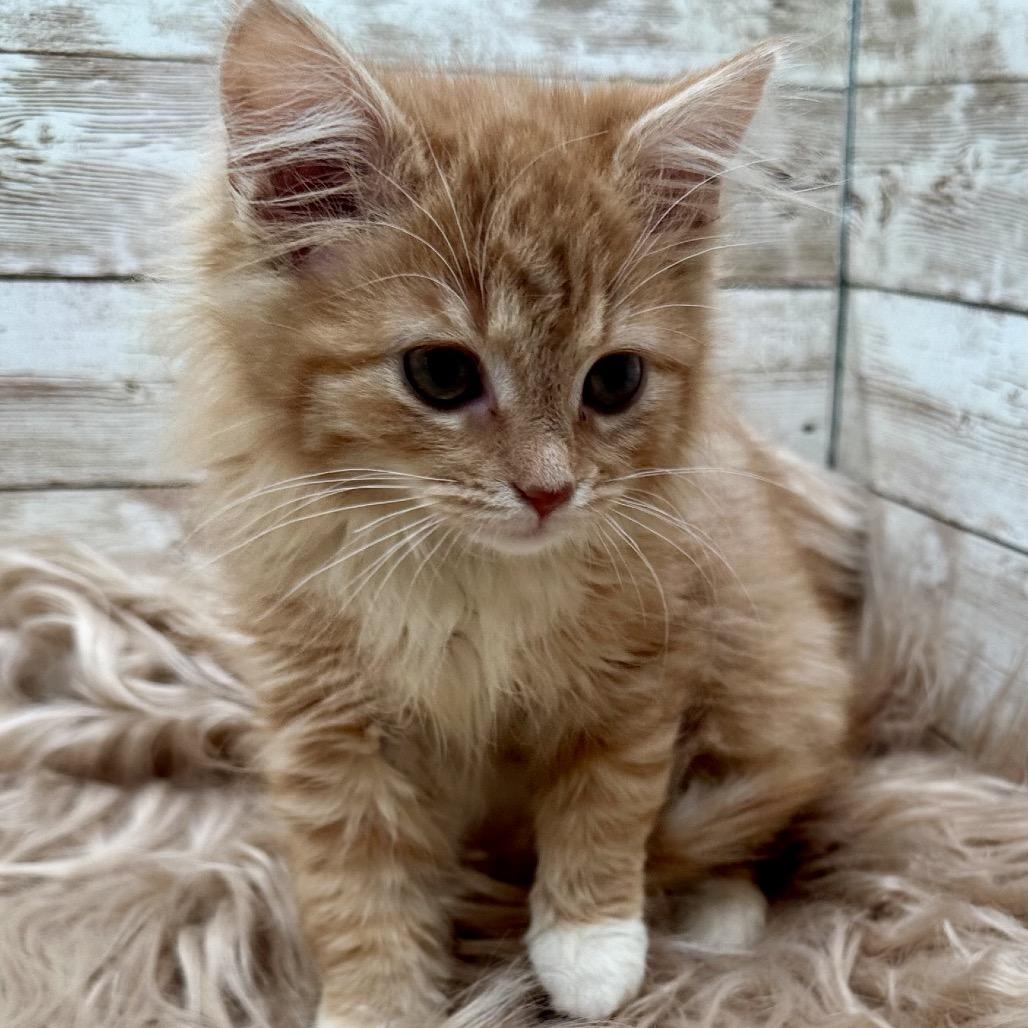 Rhaenyra, Adopted, Kitten Female Domestic Long Hair.