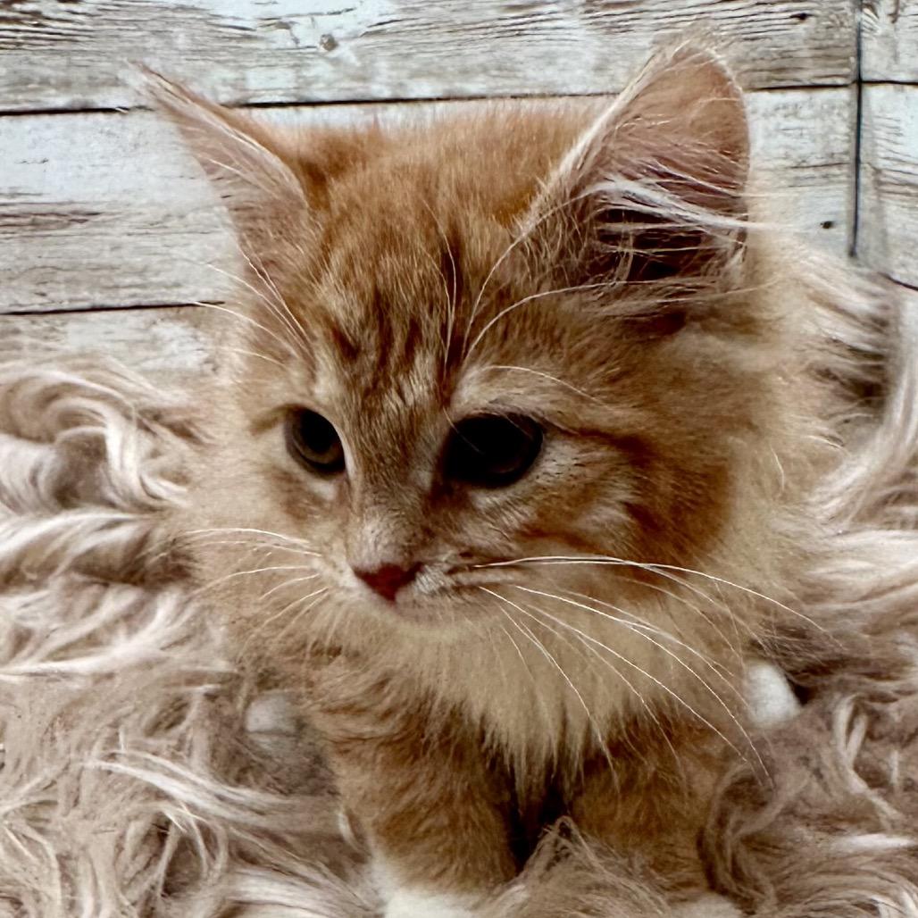 Enlarge Rhaenyra, a Adopted Domestic Long Hair in Lexington, KY image 2/5