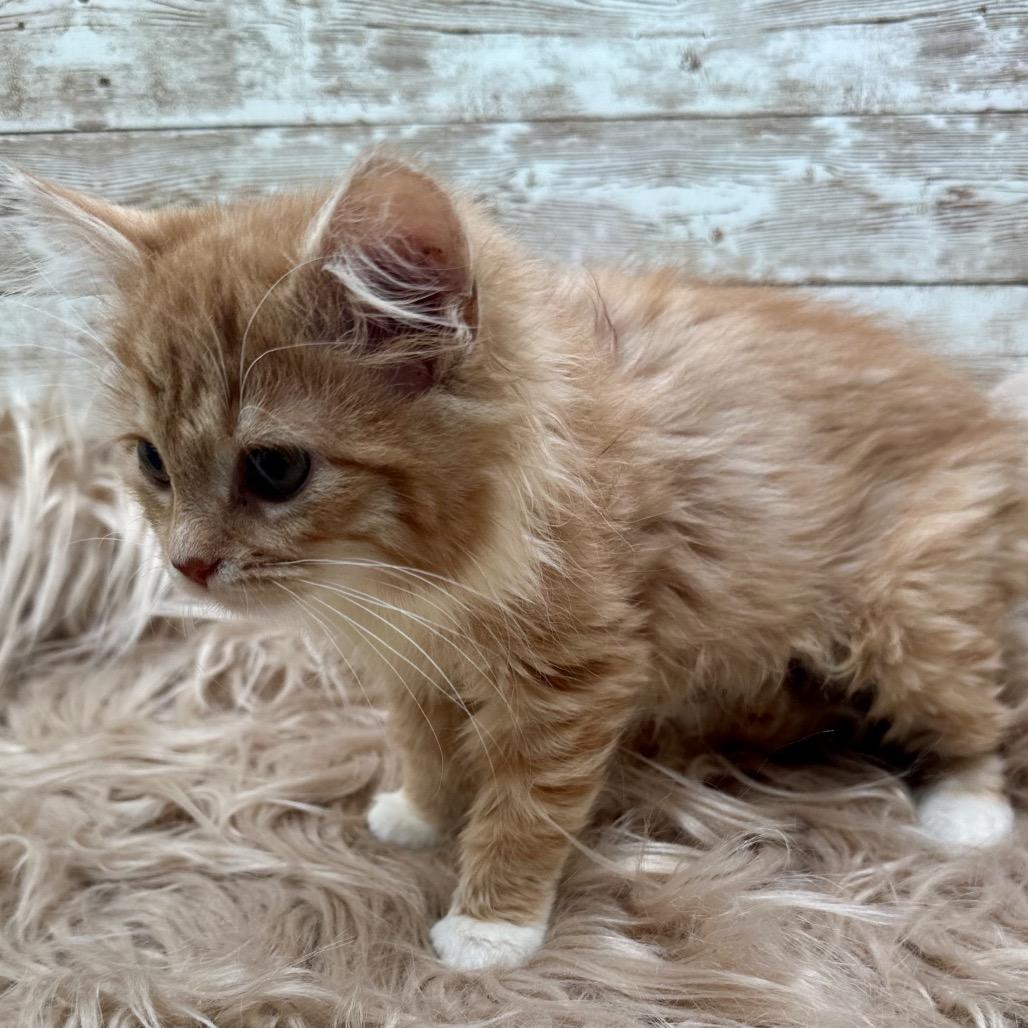 Enlarge Rhaenyra, a Adopted Domestic Long Hair in Lexington, KY image 3/5