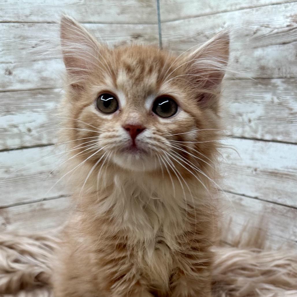 Enlarge Rhaenyra, a Adopted Domestic Long Hair in Lexington, KY image 4/5