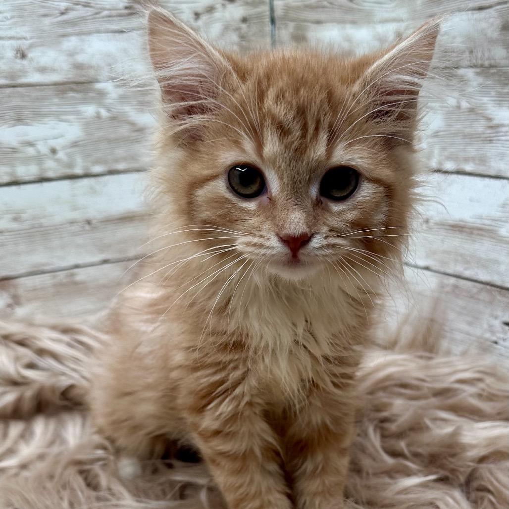 Enlarge Rhaenyra, a Adopted Domestic Long Hair in Lexington, KY image 5/5