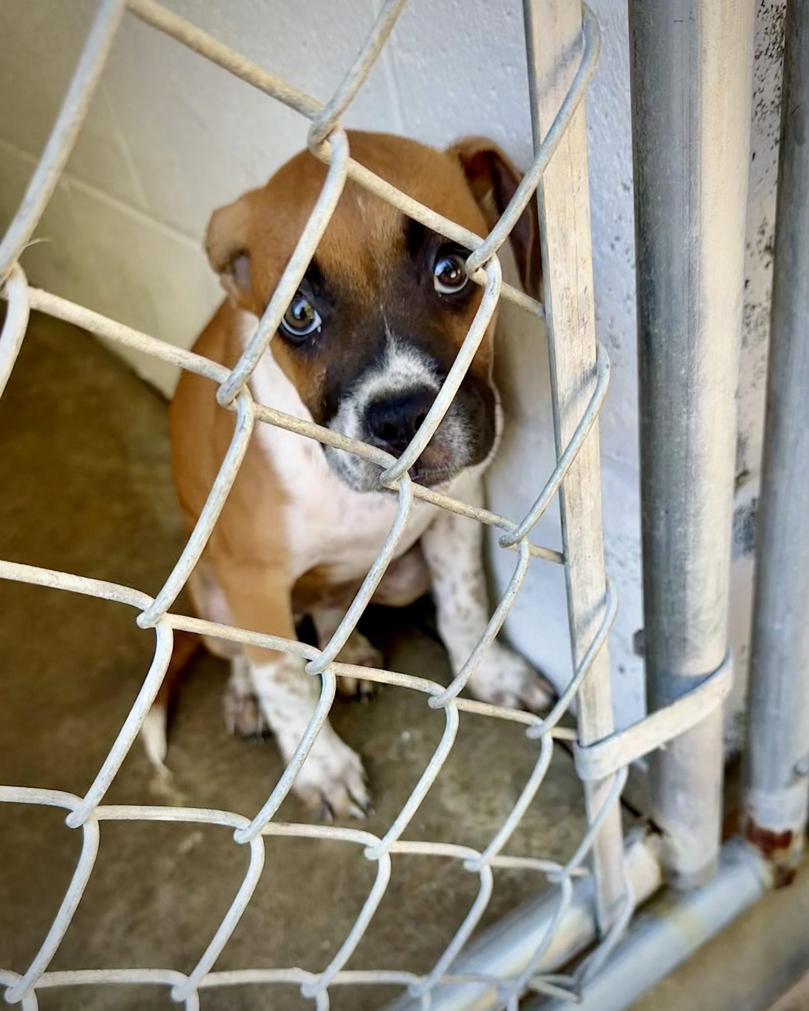 Babydoll, Adopted, Puppy Female Boxer & Beagle.