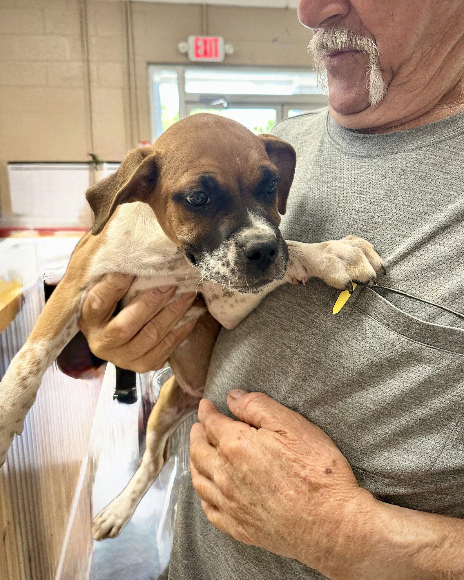 Enlarge Babydoll, a Adopted mixed breed in Monticello, NY image 2/3