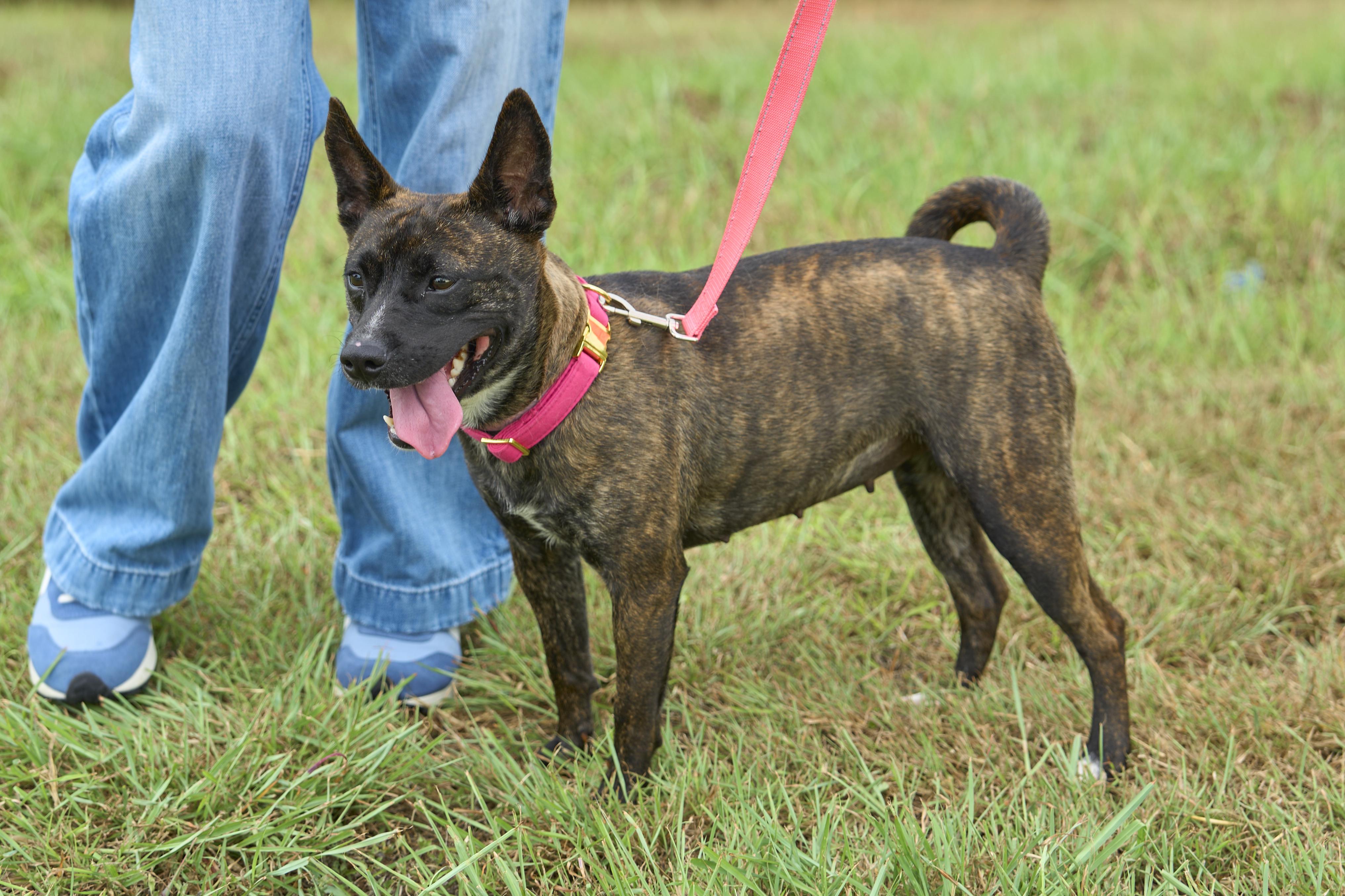 Enlarge Nubis, a Adoptable Australian Cattle Dog / Blue Heeler in NASHUA, NH image 4/5