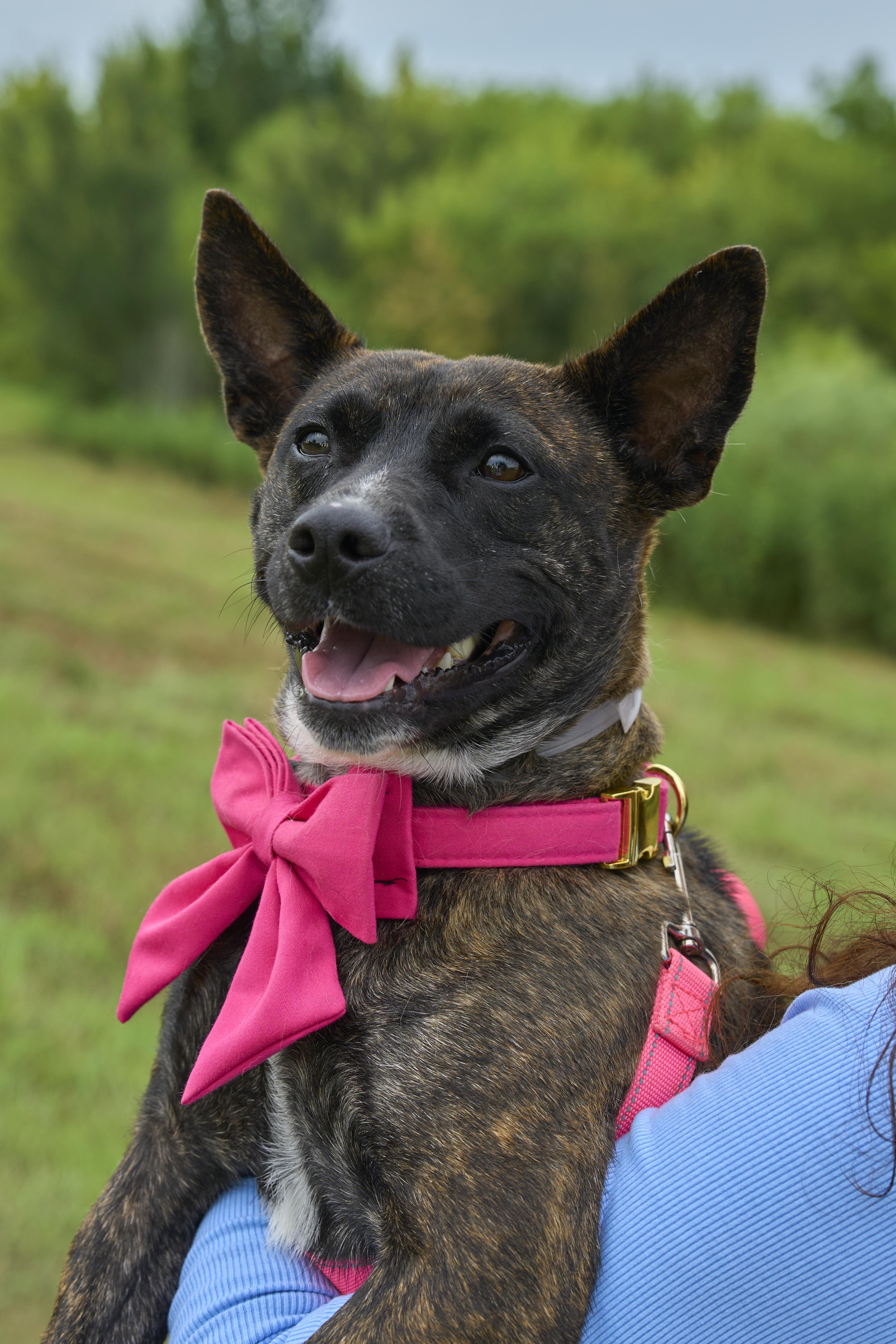 Enlarge Nubis, a Adoptable Australian Cattle Dog / Blue Heeler in NASHUA, NH image 2/5