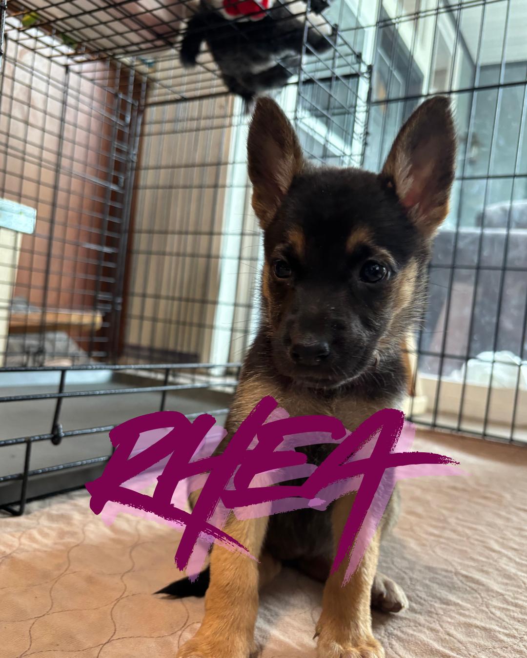 Rhea photo
