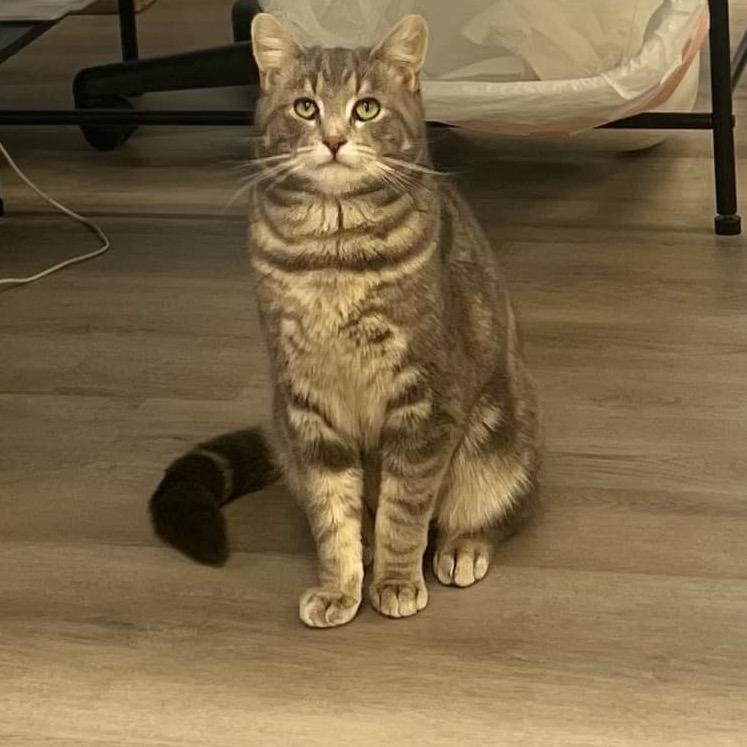 Manolo, Adoptable, Adult Male Domestic Short Hair.