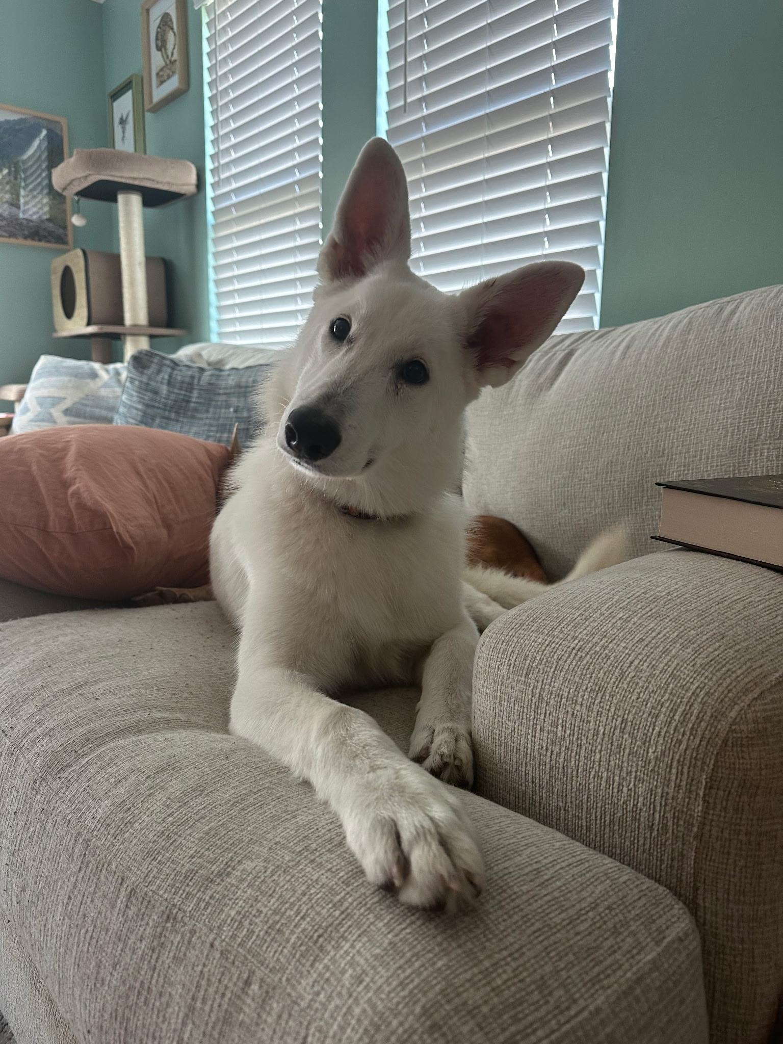 Enlarge Blanca, a Adoptable German Shepherd Dog in Chester, VA image 1/6
