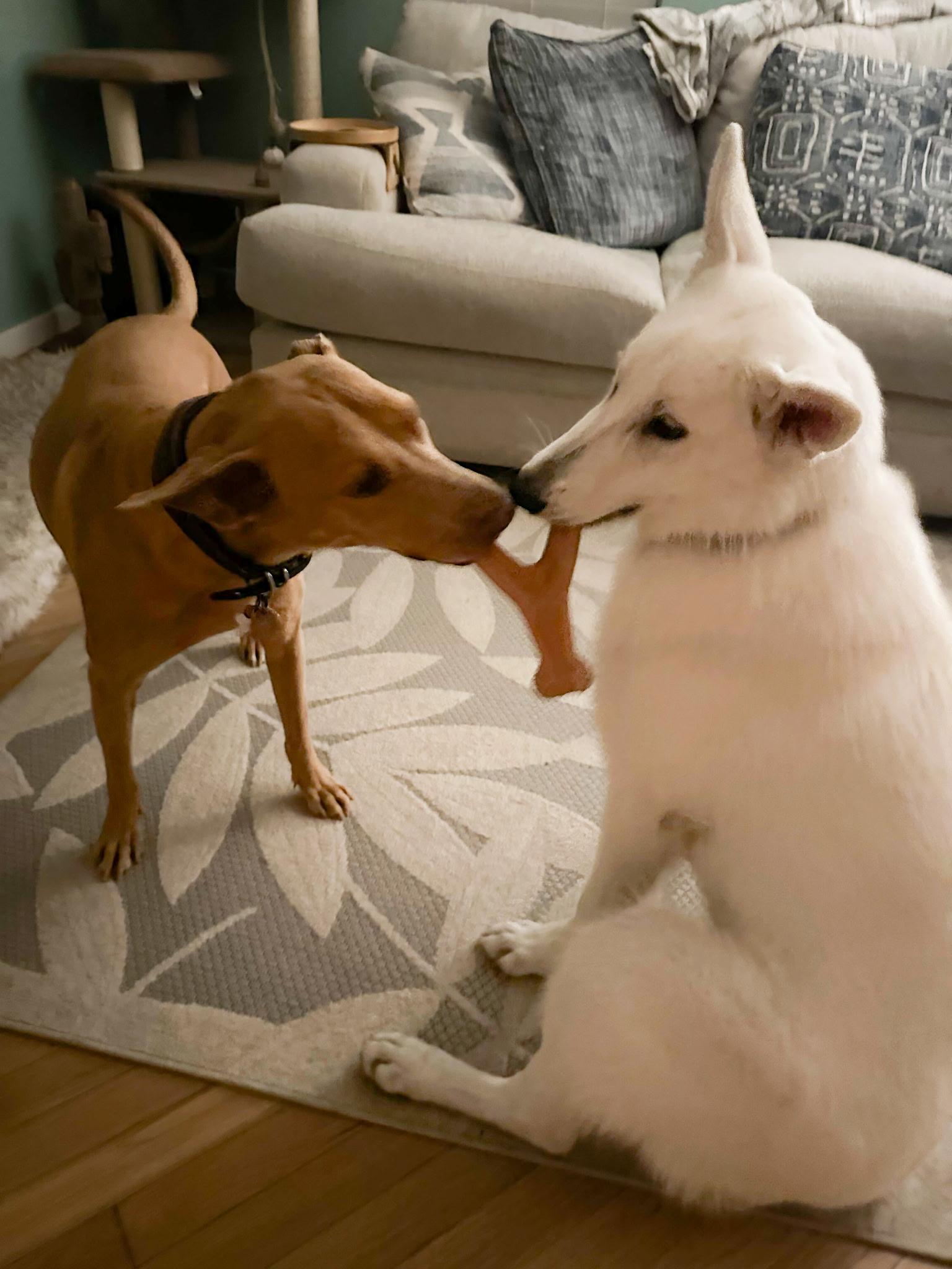 Enlarge Blanca, a Adoptable German Shepherd Dog in Chester, VA image 2/6