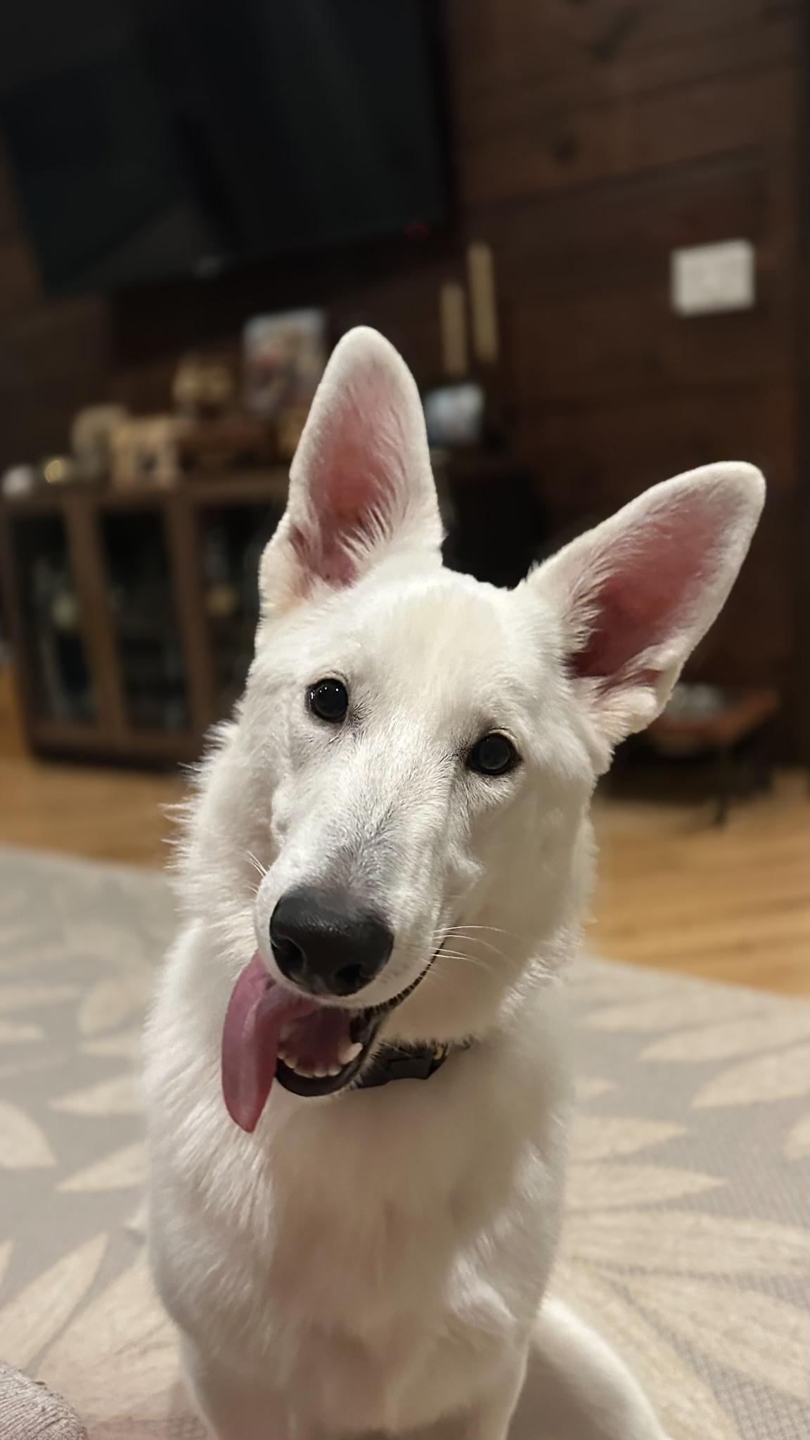 Enlarge Blanca, a Adoptable German Shepherd Dog in Chester, VA image 4/6