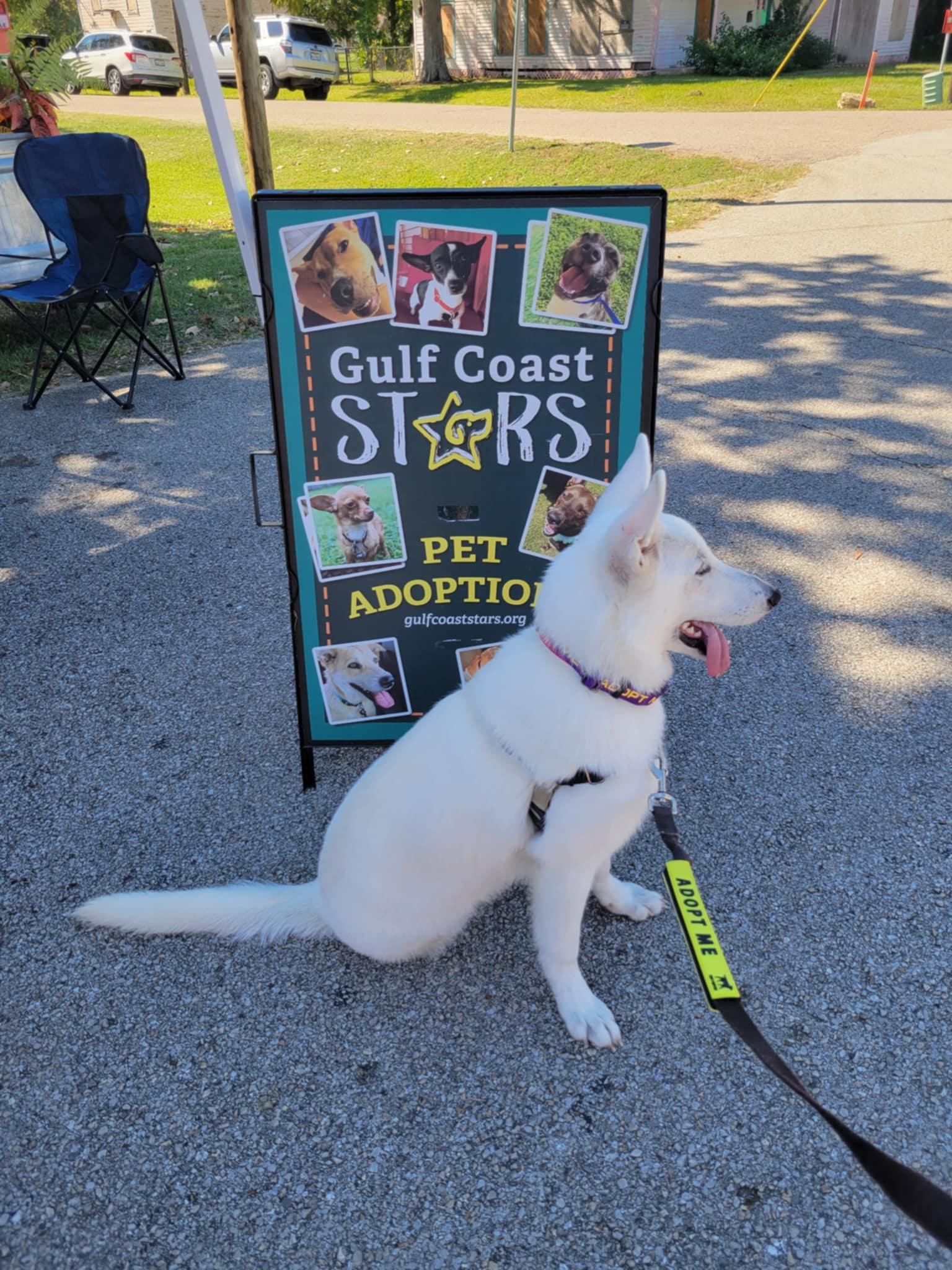 Enlarge Blanca, a Adoptable German Shepherd Dog in Chester, VA image 5/6