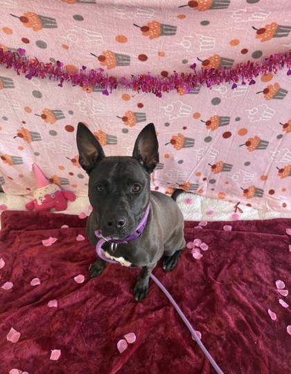 Shenzee, Adoptable, Adult Female Pit Bull Terrier & Pit Bull Terrier.