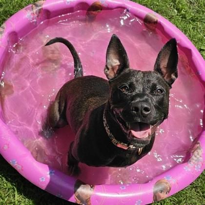 Enlarge Shenzee, a Adoptable mixed breed in Scotia, NY image 1/3