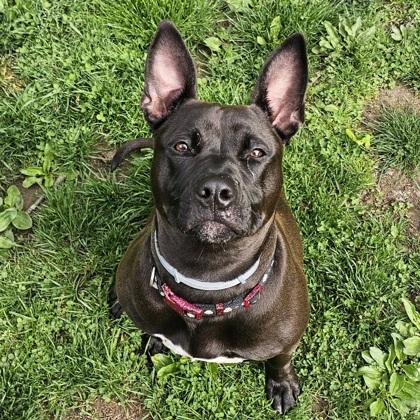 Enlarge Shenzee, a Adoptable mixed breed in Scotia, NY image 2/3