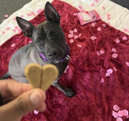 Shenzee, a Adoptable mixed breed in Scotia, NY image 3/3