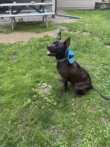 Enlarge Shenzee, a Adoptable mixed breed in Scotia, NY image 3/3