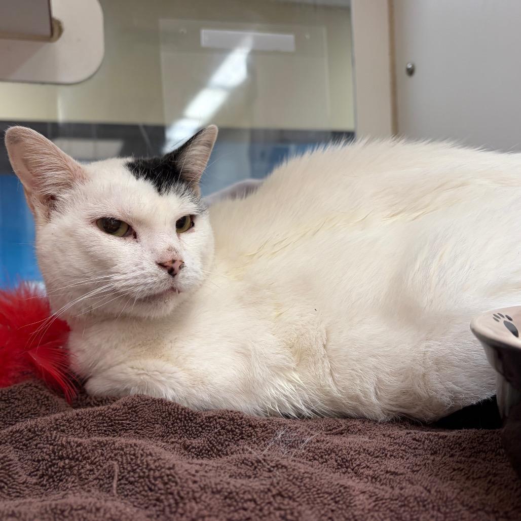 Luna, Adoptable, Adult Female Domestic Short Hair & Mixed Breed.