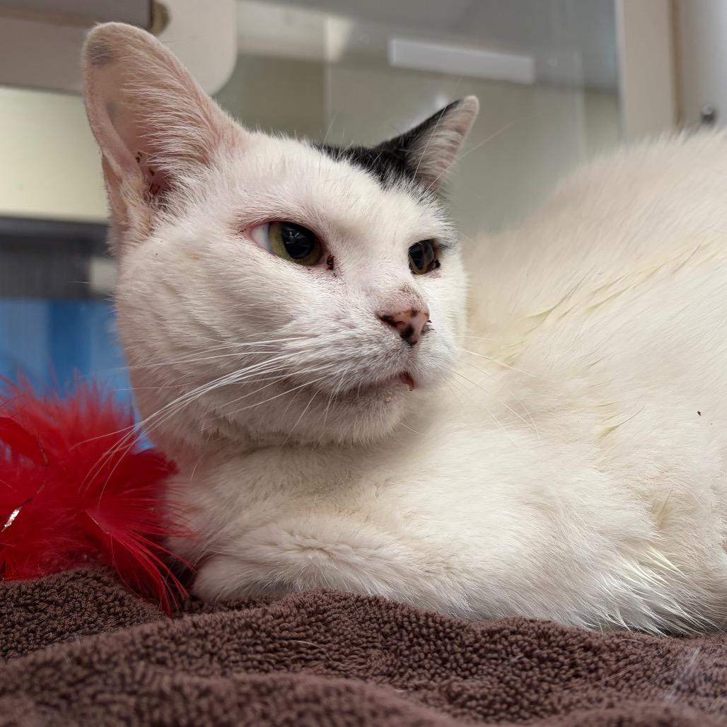 Luna, a Adoptable mixed breed in Cheyenne, WY image 2/4