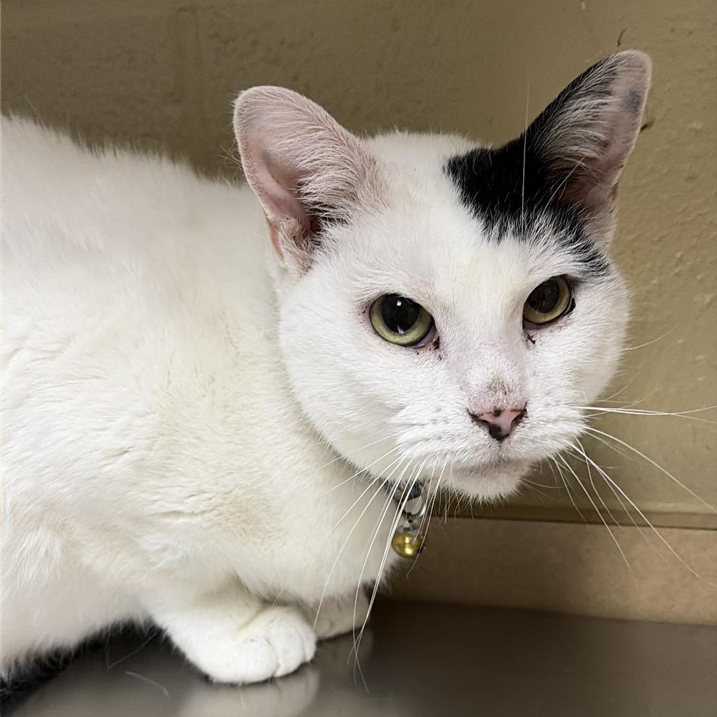 Luna, a Adoptable mixed breed in Cheyenne, WY image 3/4