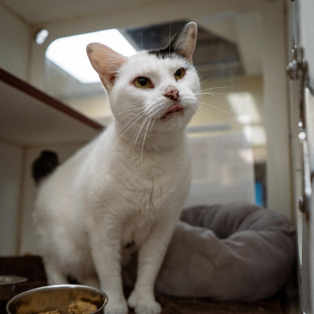 Luna, a Adoptable mixed breed in Cheyenne, WY image 4/4