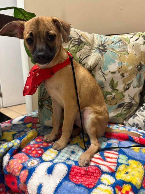 BALTIMORE 4 months, adoptable, Puppy Male Chiweenie & Chihuahua.