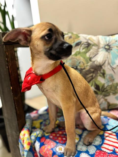 Enlarge BALTIMORE 4 months, an adoptable mixed breed in Oceanside, CA image 6/6