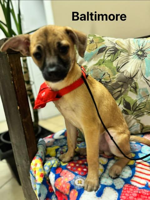 Enlarge BALTIMORE 4 months, an adoptable mixed breed in Oceanside, CA image 4/6