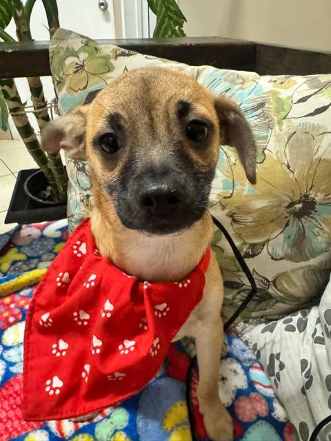 Enlarge BALTIMORE 4 months, an adoptable mixed breed in Oceanside, CA image 3/6