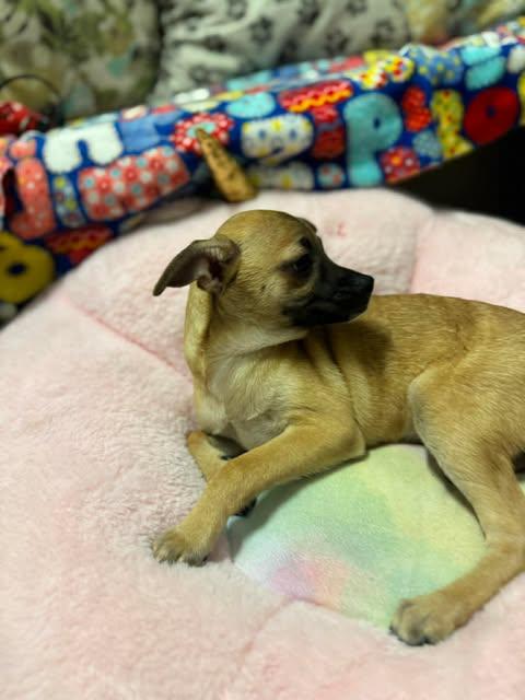 Enlarge BALTIMORE 4 months, an adoptable mixed breed in Oceanside, CA image 5/6