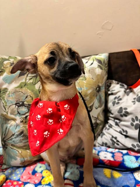 Enlarge BALTIMORE 4 months, an adoptable mixed breed in Oceanside, CA image 2/6