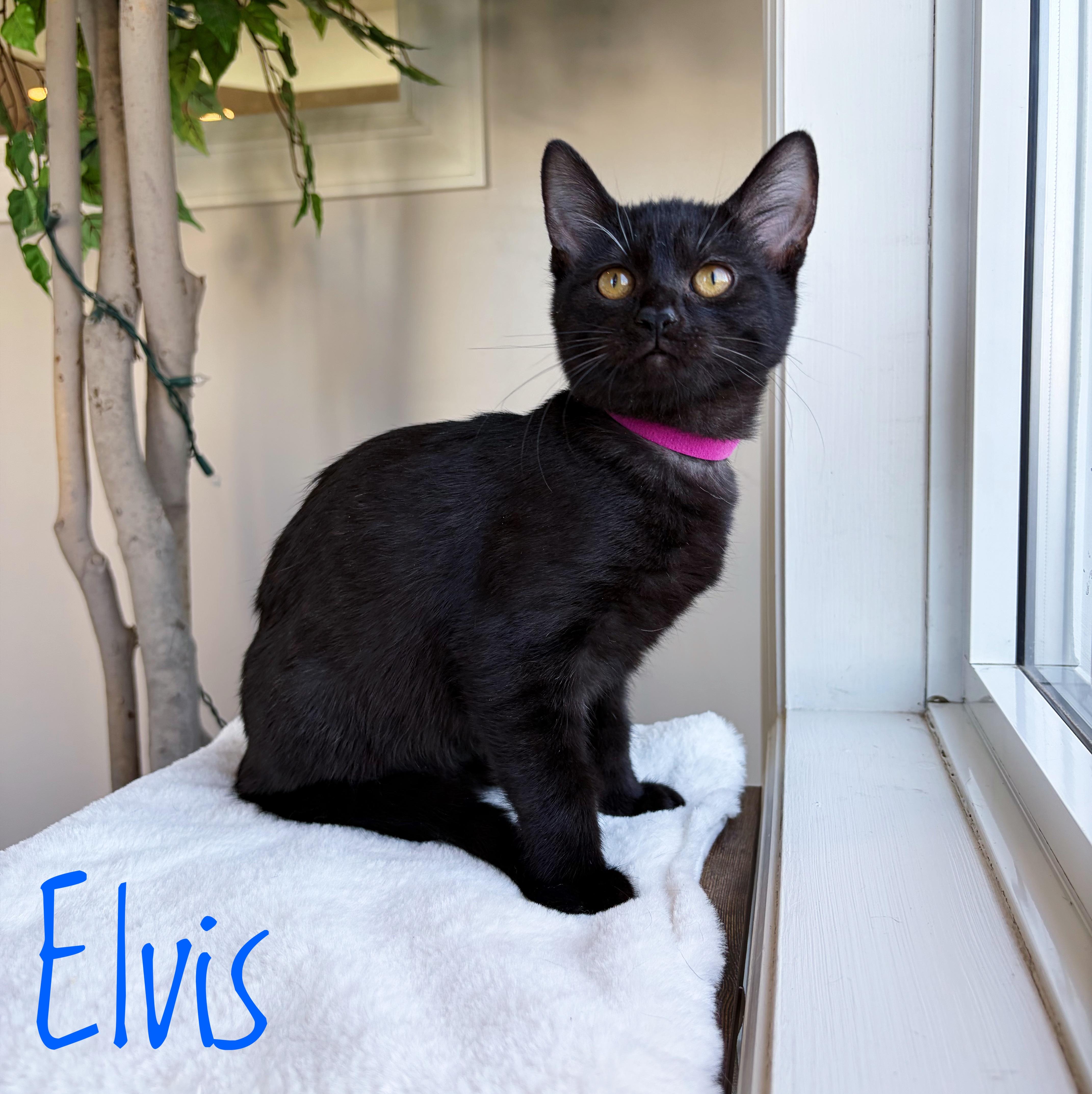 Elvis , ADOPTABLE, Kitten Male Domestic Short Hair.
