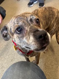 Enlarge Trot, an adopted mixed breed in Cleveland, OH image 2/2