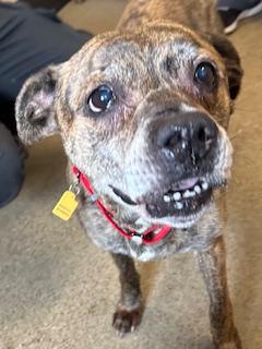 Trot, adopted, Senior Female Boxer.