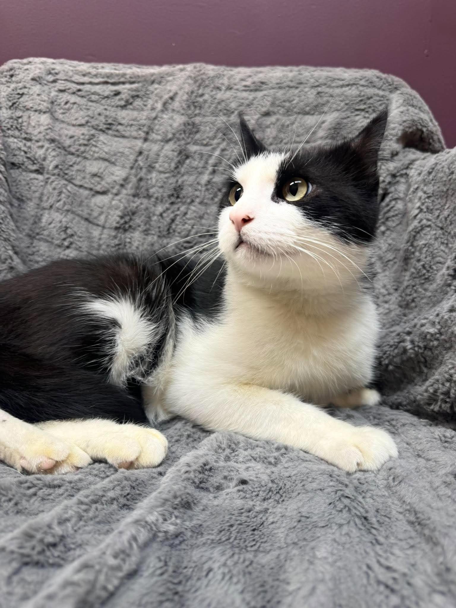 Enlarge Kolter, a Adoptable Domestic Short Hair in Alexandria, MN image 4/4
